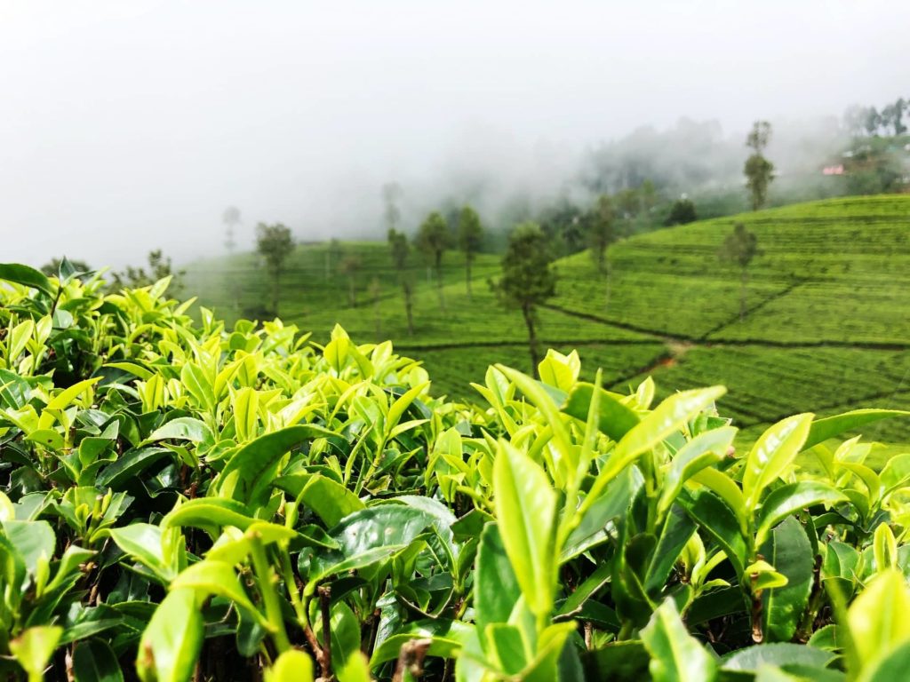 Plantations de thé Lipton